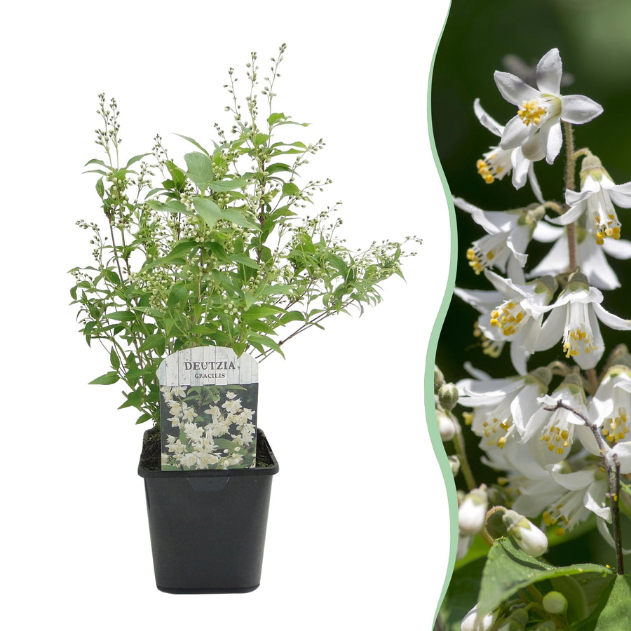 Deutzia Gracilis – 45 cm hoog