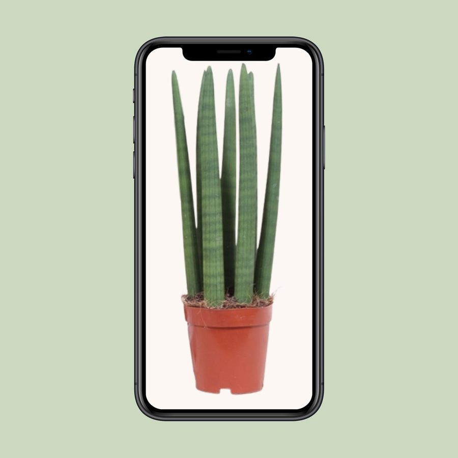 Sansevieria Straight – Pot Ø12 cm · 40 cm hoog (foto 4)