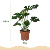 Green BoutiQ - Kamerplanten - Monstera Deliciosa - Gatenplant - Weinig onderhoud - Groen - 1 Plant - met Potter Wit - Pot 21cm - Hoogte 70-80cm