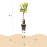 Green boutiQ - Fruitboom - Prunus domestica Victoria - Appelboom - Winterhard - Roze-Oranje Appel - 1 Plant - Pot 21cm - Hoogte 90cm