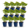 Green boutiQ - Vasteplant - Astilbe chin. Pumila - Pluimspirea - Schaduw - Paars - 12 Planten - Pot 11cm - Hoogte 15-25cm
