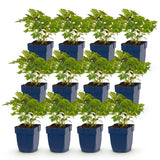 Green boutiQ - Vasteplant - Astilbe chin. Pumila - Pluimspirea - Schaduw - Paars - 12 Planten - Pot 11cm - Hoogte 15-25cm