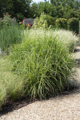 Miscanthus sinensis Strictus - Ø23cm - ↕60cm - Ø19 - ↨50cm