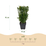 Green boutiQ - Haagplanten - Buxus sempervirens -blad groen - 6 planten - 1 strekkende meter - groenblijvend - pot 17cm hoogte 45cm