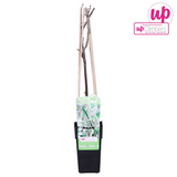 Wisteria floribunda Alba - Witte regen - Ø15cm - ↕65cm