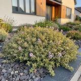 Green boutiQ - Vasteplant - Thymus citr. Sambesi - Citroentijm - Geurend - Geel - 12 Planten - Pot 11cm - Hoogte 15-25cm
