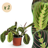 Green boutiQ - Kamerplant - Maranta Fascinator Tricolour - Gebedsplant - Huisdiervriendelijk - Groen - 2 Planten - Pot 12cm - Hoogte 30-35cm