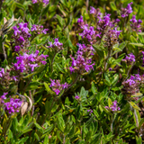 48x thymus serpyllum - ↕10-25cm - Ø9cm