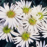 48x Aster ageratoides 'Ashvi' - ↕10-25cm - Ø9cm