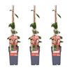 3x - Lonicera periclymenum 'Belgica' - ↨65cm - Ø15