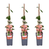 3x - Lonicera periclymenum 'Belgica' - ↨65cm - Ø15