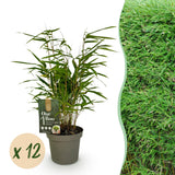 Green boutiQ - Bamboe - Fargesia Rufa - Bladhoudend - Niet Woekerend - Groen - 12 Planten - Pot 14cm - Hoogte 35cm
