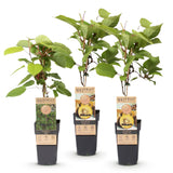 Green boutiQ - Fruitplant - Actinidia Weiki & Golden Kiwi - Kiwiplant - 1 Mannelijke - 2 Vrouwelijke - Planten - Geel - Pot 15cm - Hoogte 50cm