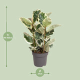 Ficus Elastica Tineke - Ø27cm - ↕100cm