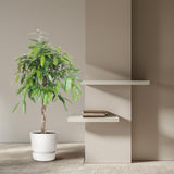 Ficus Amstel King gevlochten stam - 130 cm - Ø27