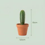 Mini Cactus Set - 12 Stuks - Ø 5.5 cm - Hoogte: 5-10 cm