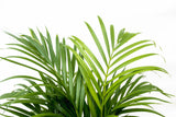 Dypsis Lutescens (Areca palm) 140 cm - ø21-24