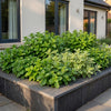 Green boutiQ - Vasteplant - Borderpakket - Theekruiden - Diversen - Soorten en kleuren - 6 Planten - Pot 11cm - Hoogte 15-25cm