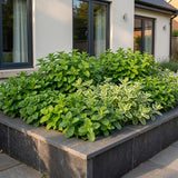 Green boutiQ - Vasteplant - Borderpakket - Theekruiden - Diversen - Soorten en kleuren - 6 Planten - Pot 11cm - Hoogte 15-25cm
