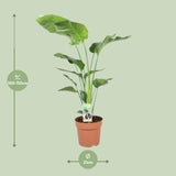 Strelitzia Nicolai - Ø21cm - ↕90cm