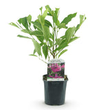 Green boutiQ - Heesters -Magnolia Susan- Bloemen Donker Roze - 1 plant - bladverliezend - weinig onderhoud - pot 17cm hoogte 45cm
