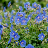 Green boutiQ - Vasteplant - Geranium Johnson's Blue - Ooievaarsbek - Bodembedekkend - Blauw - 24 Planten - Pot 11cm - Hoogte 15-25cm