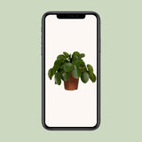 Pilea Peperomiodes - Pannekoekenplant - Ø15cm - ↕25cm