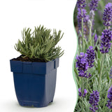 Green boutiQ - Vasteplant - Lavandula ang. Munstead - Lavendel - Geurend - Paars - 24 Planten - Pot 11cm - Hoogte 15-25cm