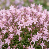 Green boutiQ - Vasteplant - Campanula posch. Lisduggan Variety - Perzikbladklokje - Bodembedekkend - Wit - 3 Planten - Pot 11cm - Hoogte 15-25cm
