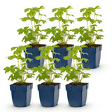 Green boutiQ - Vasteplant - Delphinium Tricolour - Ridderspoor - Bijen- en vlinderlokkers - Paars - Roze - Wit - 6 Planten - Pot 11cm - Hoogte 15-25cm