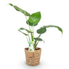 Green BoutiQ - Green is... Kamerplanten - Alocasia Cucullata - Boeddha,s hand - Weinig onderhoud - met mand - Groen - 1 Plant - Pot 17cm - Hoogte 60-65cm