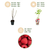 Green boutiQ - Fruitplanten - Framboos - Rubus idaeus Ottawa - Winterhard - 3 Planten - Pot 9 cm - Rode Framboos
