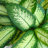 Green BoutiQ - Kamerplanten - Diefenbachia Tropic Snow - Dieffenbachia - Weinig onderhoud - Groen - 1 Plant - met Potter Wit - Pot 21cm - Hoogte 90-100cm