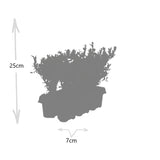 8 x 6 pack Ilex crenata 'Jenny' - Ø7 cm - ↕15 cm