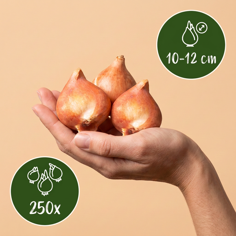 Bollenmix roze tuin — 250 stuks (bolmaat 10/12)