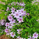 Green boutiQ - Klimplant - Clematis Nelly Moser - Bloem Roze - Weinig onderhoud -2 planten -Pot 11cm Hoogte 40cm