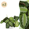 Green boutiQ - Kamerplant - Maranta Fascinator Silverband - Gebedsplant - Huisdiervriendelijke Plant - Groen - 2 Planten - met Potter Wit - Pot 12cm - Hoogte 25cm