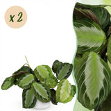 Green boutiQ - Kamerplant - Maranta Fascinator Silverband - Gebedsplant - Huisdiervriendelijke Plant - Groen - 2 Planten - met Potter Wit - Pot 12cm - Hoogte 25cm