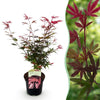 Green boutiQ - Terrasplant - Japanse Esdoorn - Acer palmatum Shaina - Rood - 1 Plant - Bladverliezend - Pot 19cm Hoogte 70cm