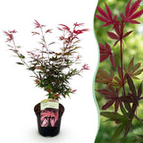 Green boutiQ - Terrasplant - Japanse Esdoorn - Acer palmatum Shaina - Rood - 1 Plant - Bladverliezend - Pot 19cm Hoogte 70cm