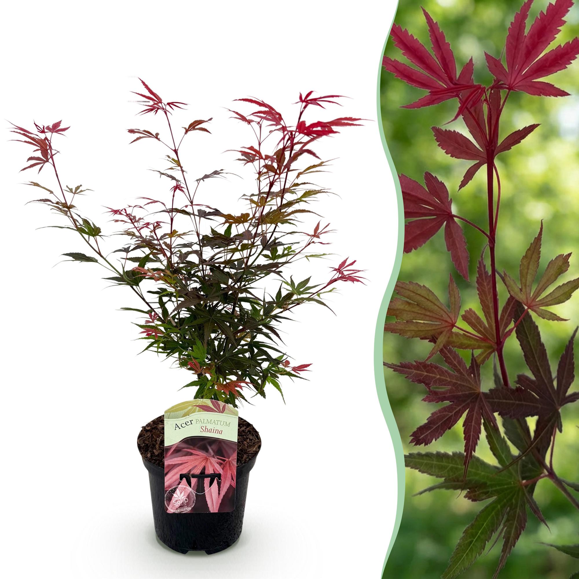 Green boutiQ - Terrasplant - Japanse Esdoorn - Acer palmatum Shaina - Rood - 1 Plant - Bladverliezend - Pot 19cm Hoogte 70cm