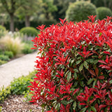 Green boutiQ - 40x Photinia fraseri Little Red Robin - Glansmispel - Haagplanten - Groenblijvend - Rood - Pot 9cm - Hoogte 25-35cm