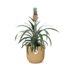 Ananas Mi Amigo in ELHO Vibes Fold 14cm geel