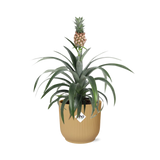 Ananas Mi Amigo in ELHO Vibes Fold 14cm geel