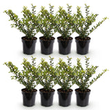 Green boutiQ - 8x Ilex crenata Golden Gem - Japanse Hulst - Haagplanten - Groenblijvend - Geel - Pot 9cm - Hoogte 20-30cm