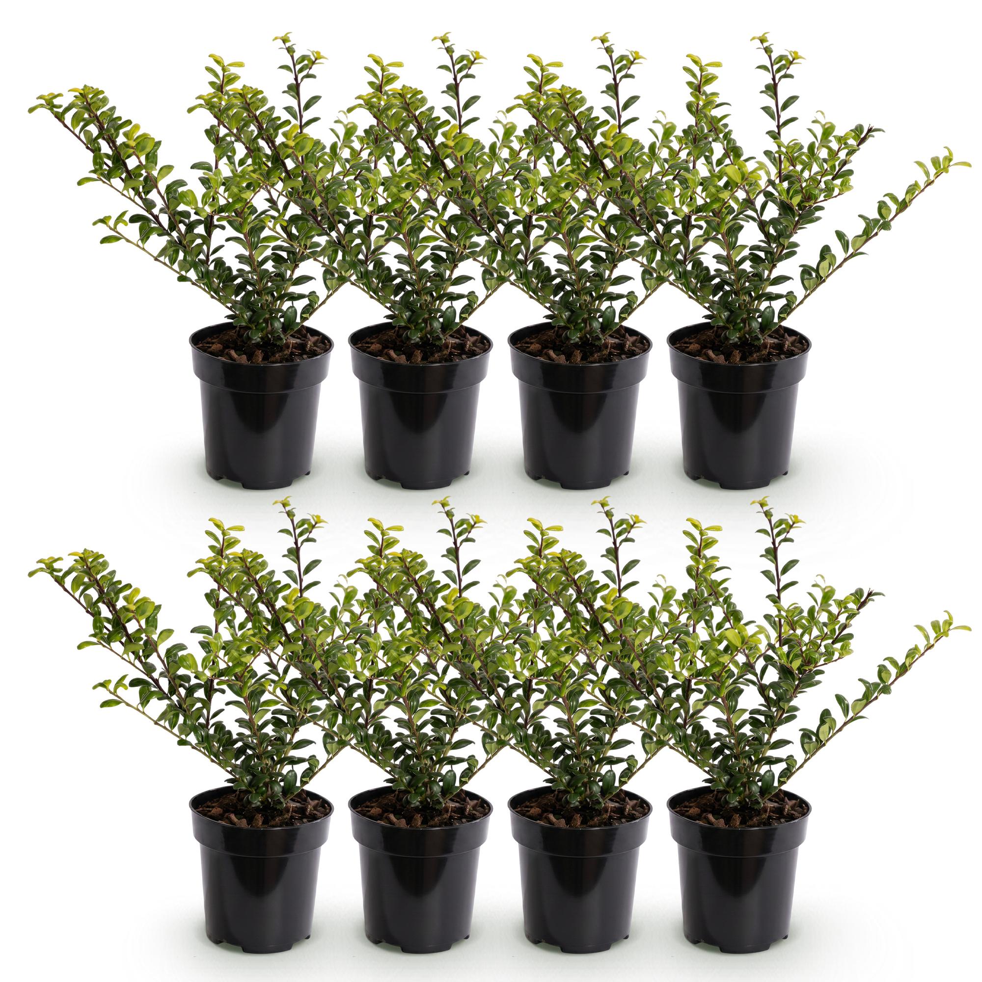 Green boutiQ - 8x Ilex crenata Golden Gem - Japanse Hulst - Haagplanten - Groenblijvend - Geel - Pot 9cm - Hoogte 20-30cm