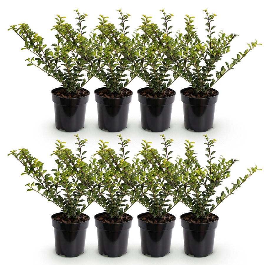 Ilex crenata Golden Gem — Hulsthaag, 8 stuks, 20-30 cm