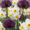 140x Bulb Dry Garden - Droge tuin bollenplanten - Diversen - Zomerbloeier - Bolmaat 10/12