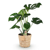 Green BoutiQ - Green is... Kamerplanten - Monstera Deliciosa - Gatenplant - Weinig onderhoud - met mand - Groen - 1 Plant - Pot 17cm - Hoogte 50-55cm