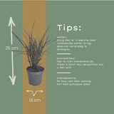 3x Miscanthus sinensis ‘Zebrinus’ – Opvallend zebragras met decoratief gestreept blad | Potmaat 12 cm
